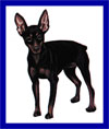 Click here for more detailed Miniature Pinscher breed information and available puppies, studs dogs, clubs and forums